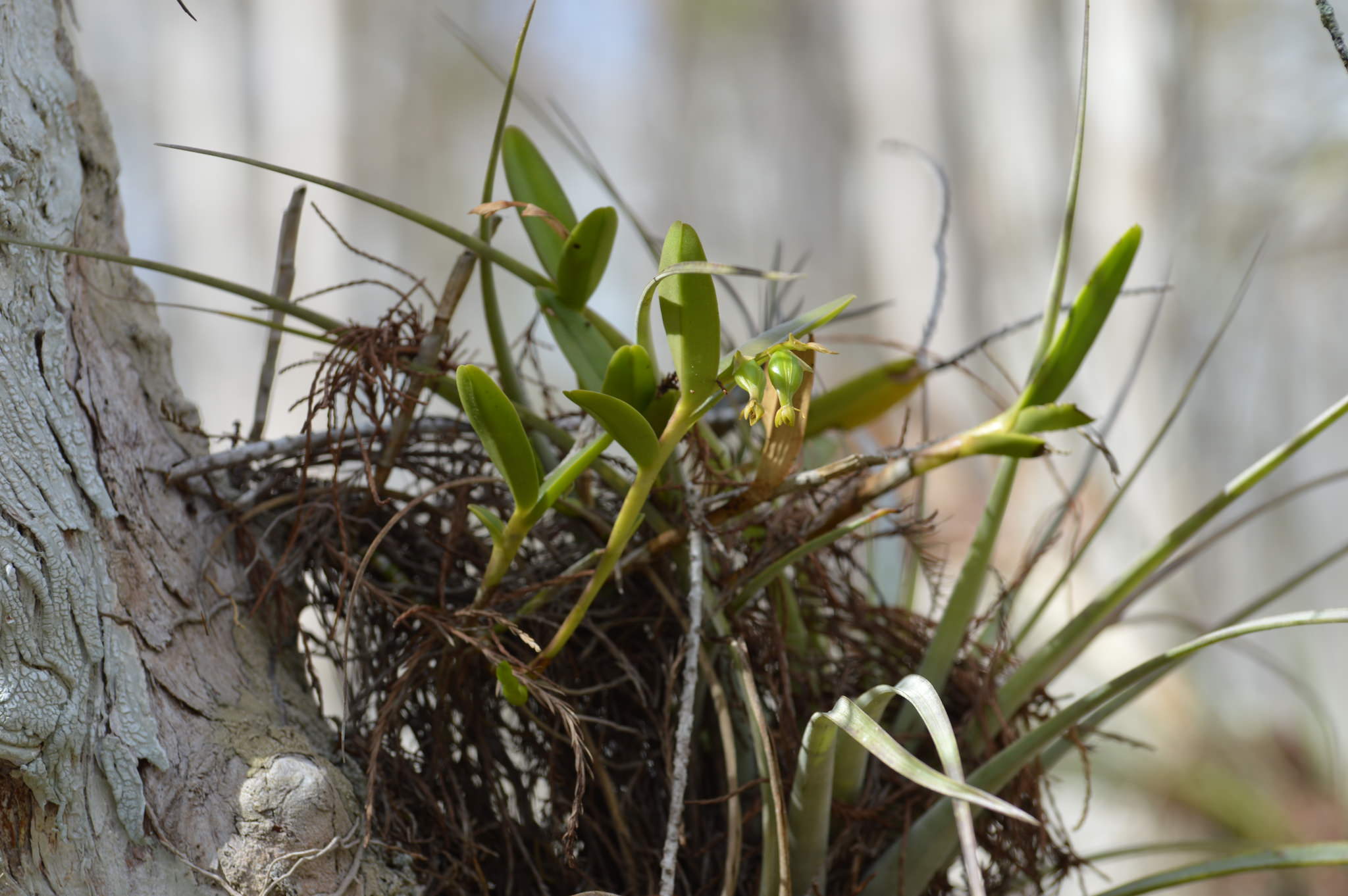 Epidendrum rigidum